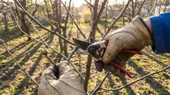 Ova stabla i grmlje treba orezati u travnju. Ako to ne učinite, izgubit ćete urođaj.