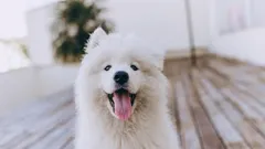 10 malih stvari koje će usrećiti vašeg psa